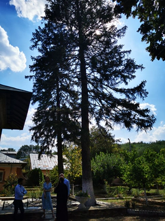 Mănăstirea Călui